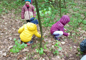 dzieci chodzą po lesie